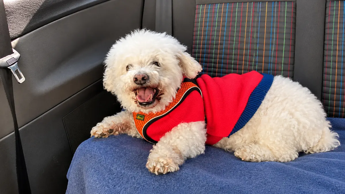 Nemo wears a red and blue jumper and lies on a blue blanket on the back seat of a car.