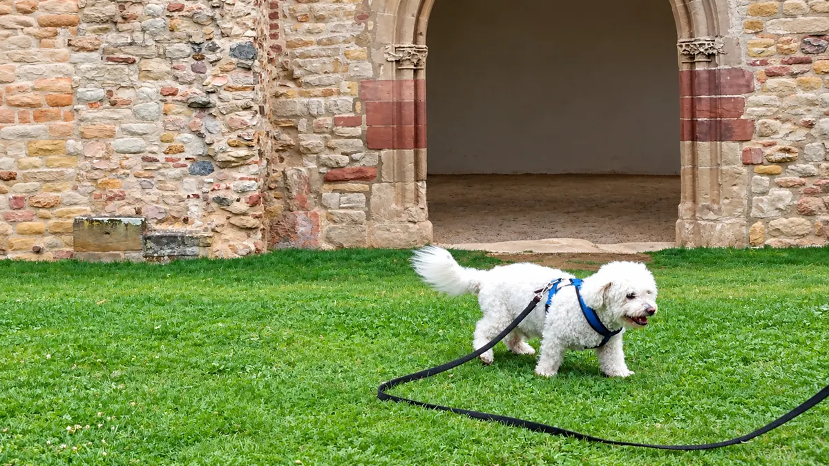 Nemo wears a blue harness and walks on grass in front of an old stone wall and archway.