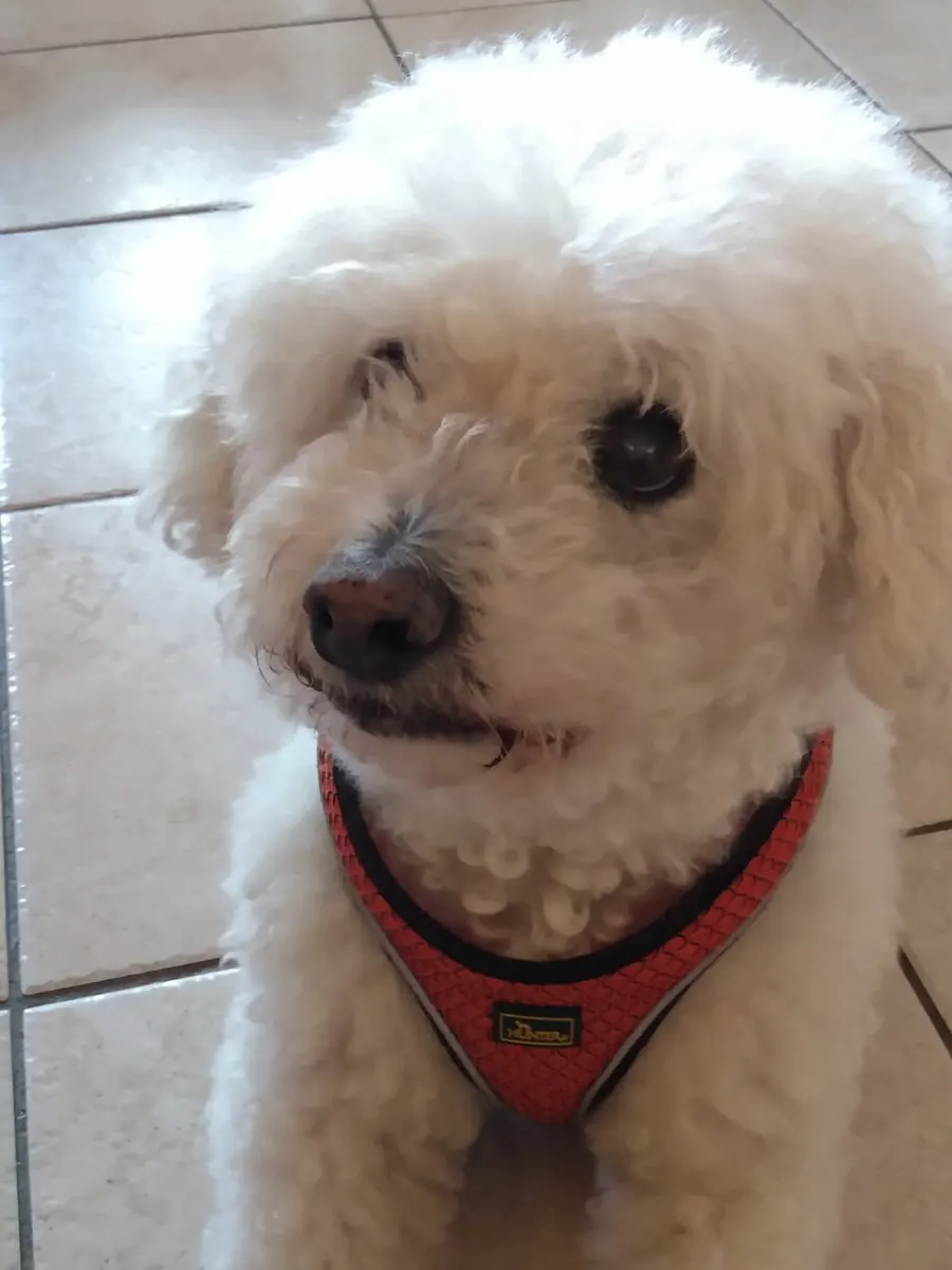 A close-up of Nemo with white curly fur and a red harness on light floor tiles.