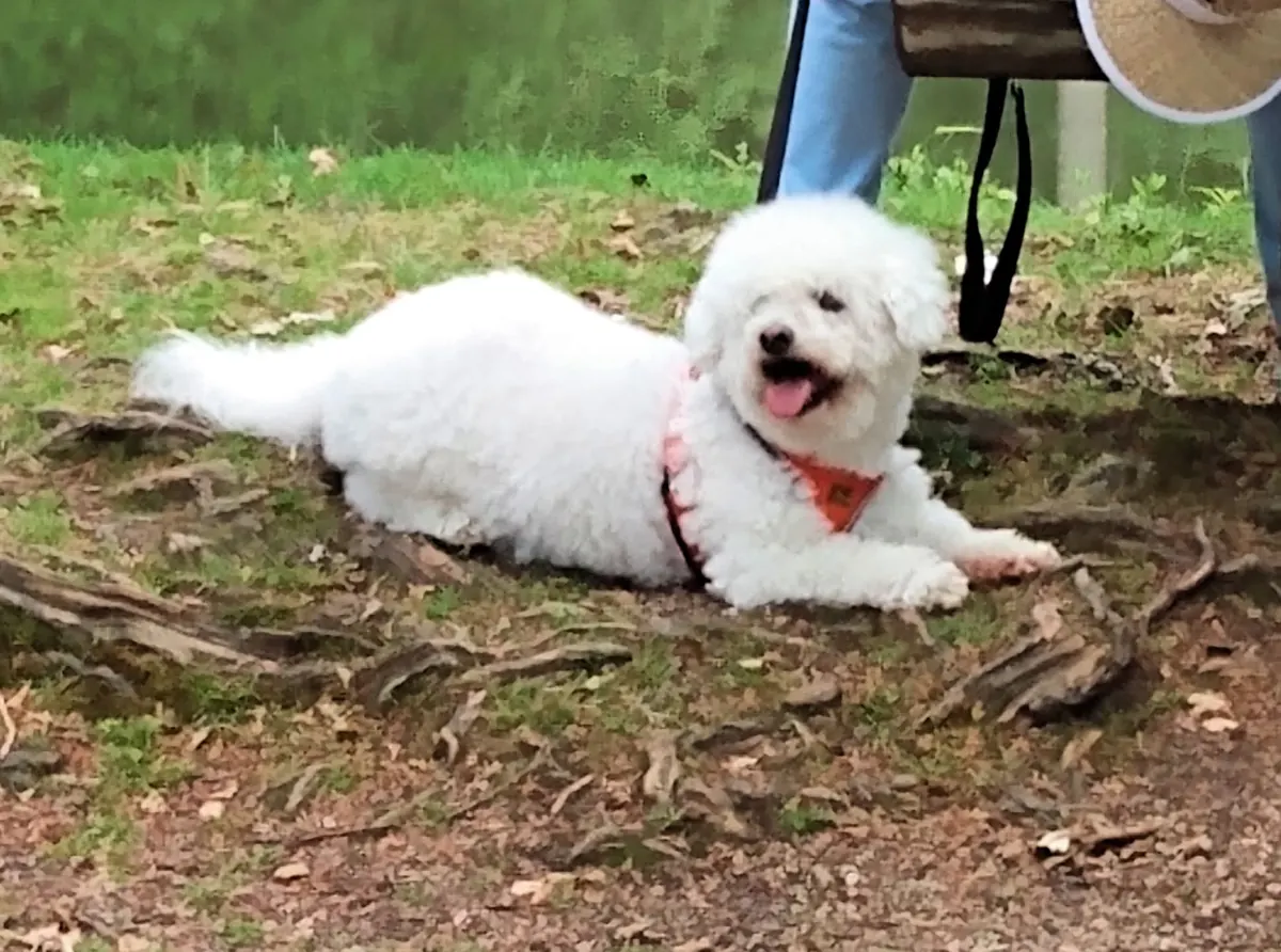 Nemo wears an orange harness and lies on a tree root beside a bench in green surroundings.