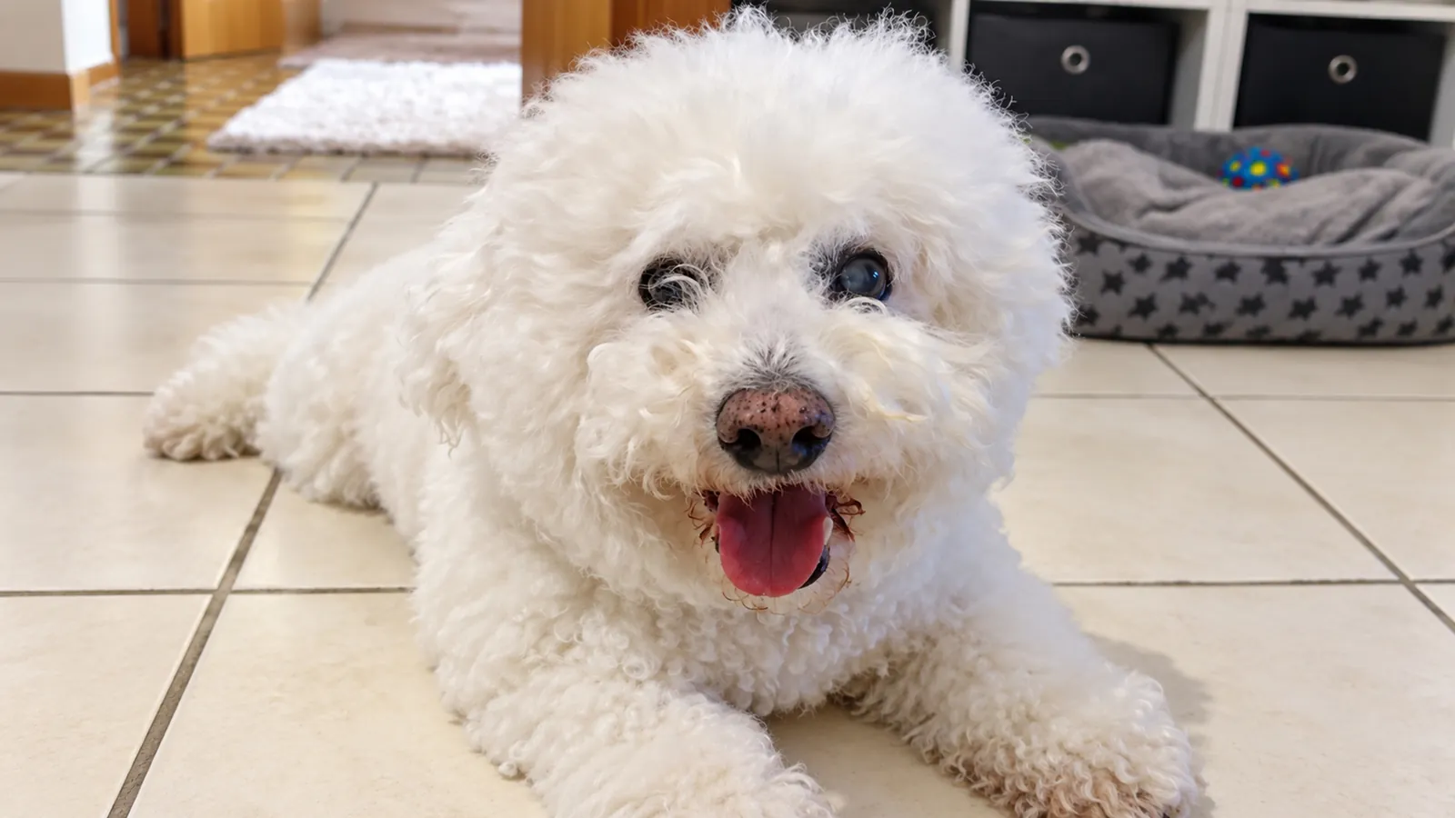 Nemo, a white Bichon Frisé, lies on light floor tiles with his mouth open.