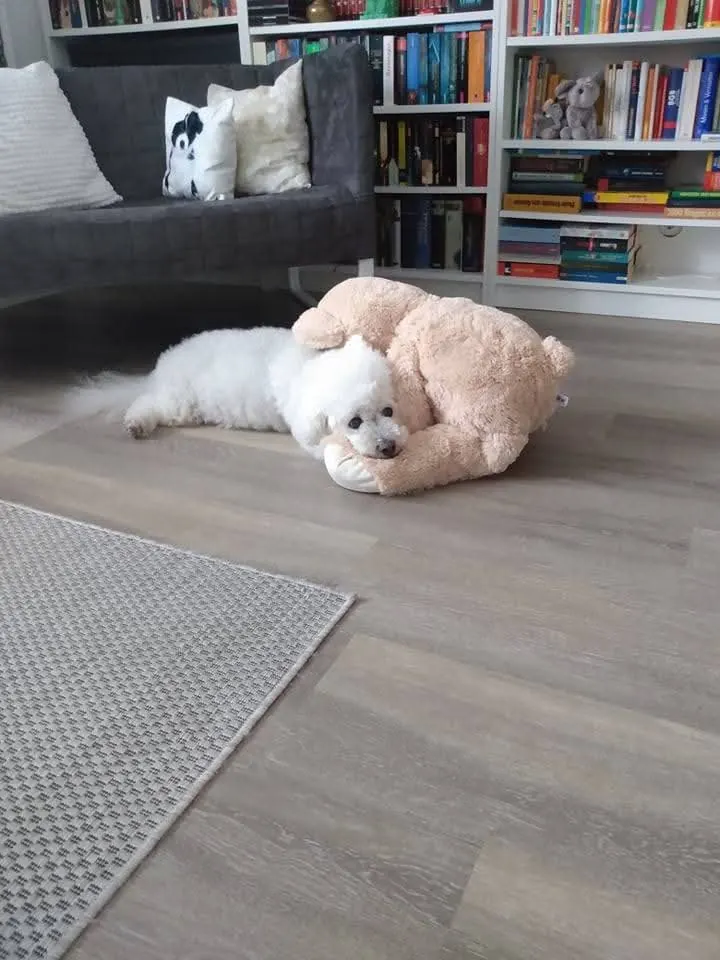 Nemo lies on the floor with his head resting against a large beige teddy bear.