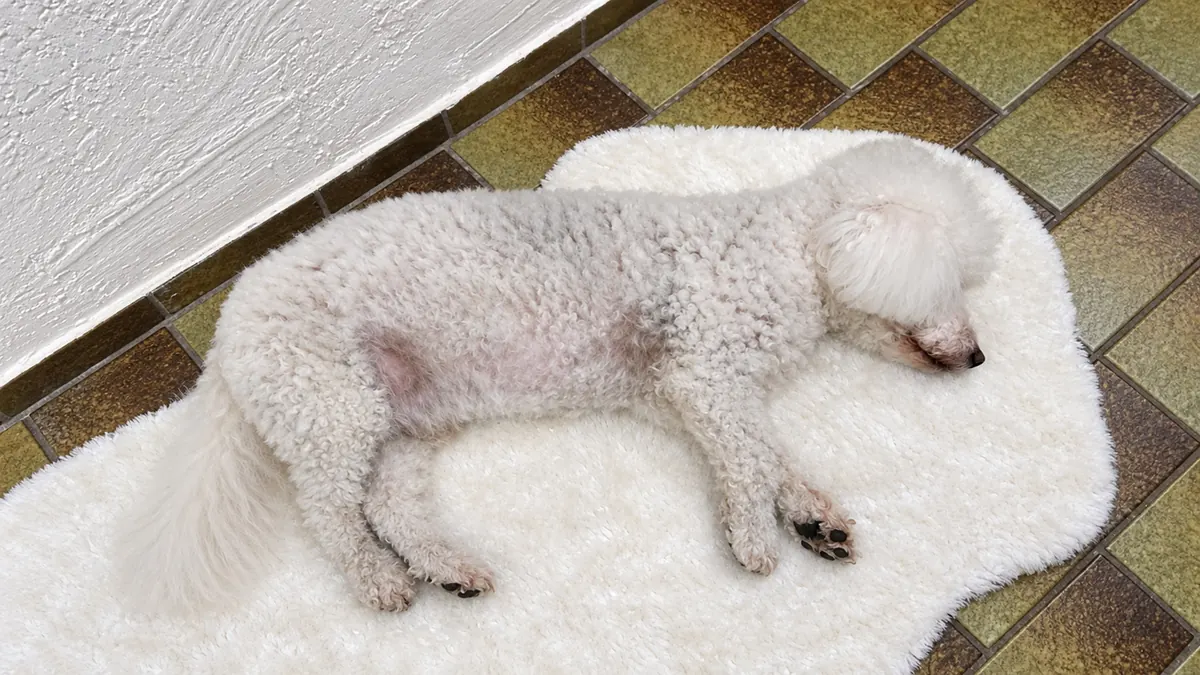 Nemo sleeps stretched out on a light rug beside patterned floor tiles.