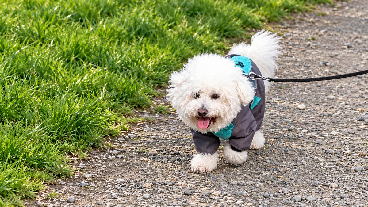 Nemo wears a green and grey coat and walks on a lead along a path beside green grass.