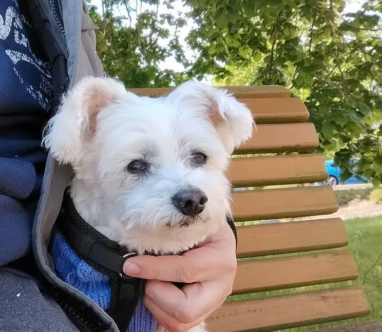 Pixel sits on someone’s lap outdoors, with a wooden bench and green trees behind him.