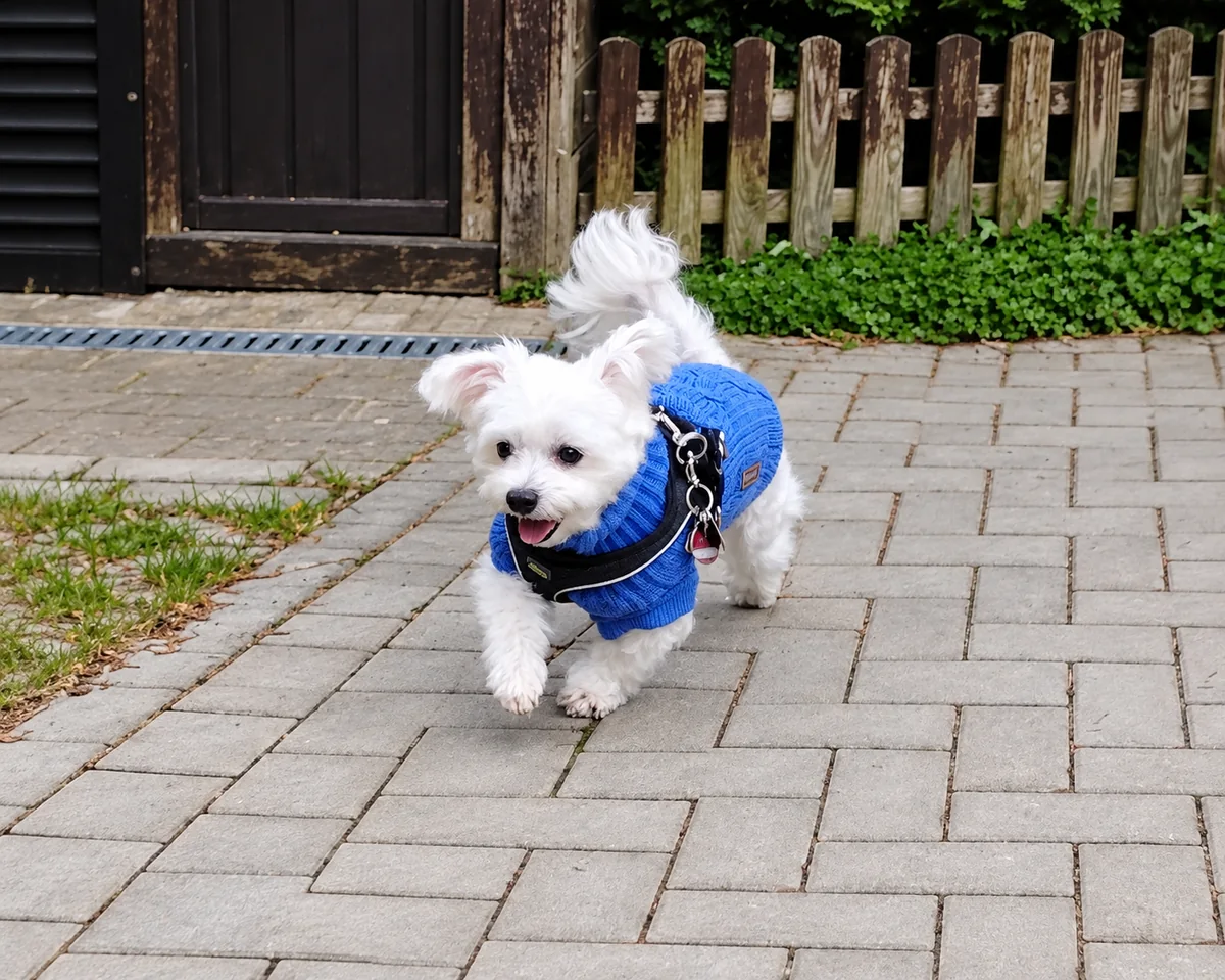 Pixel, the little soul, runs along a paved path in his blue jumper.