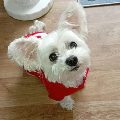 Pixel looks at the camera in his red jumper.