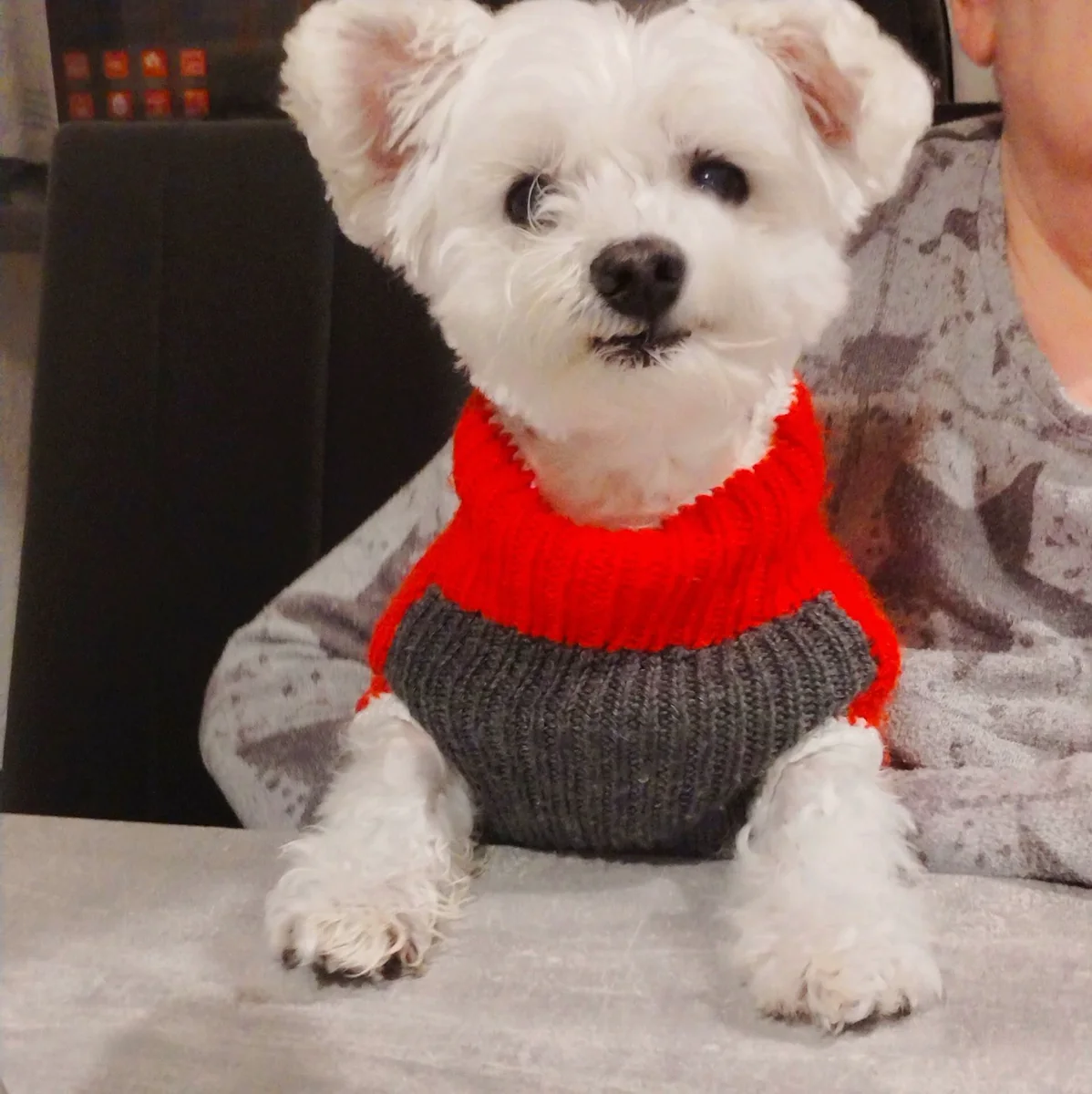 Pixel sits on the sofa in his red and grey knitted jumper.