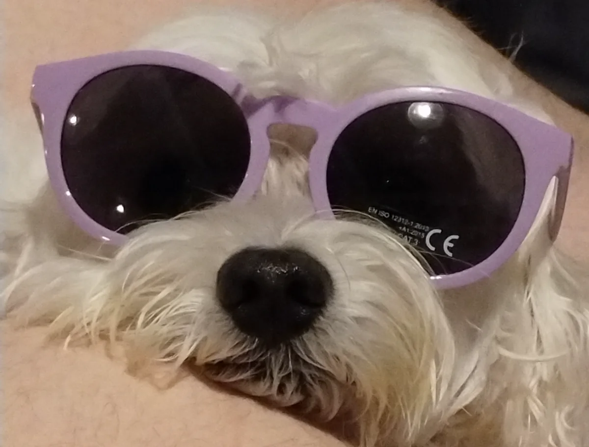 Pixel wears a large pair of purple sunglasses.